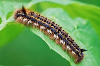 En çok yemek yiyen hayvan hangisidir?